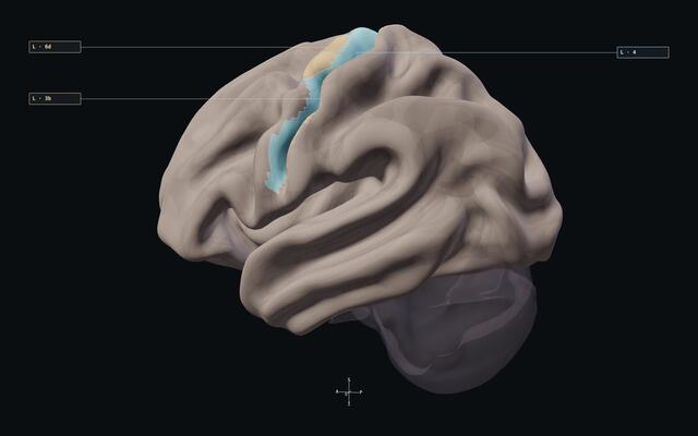 Central region and corticospinal pathway relationships on the reference brain.
