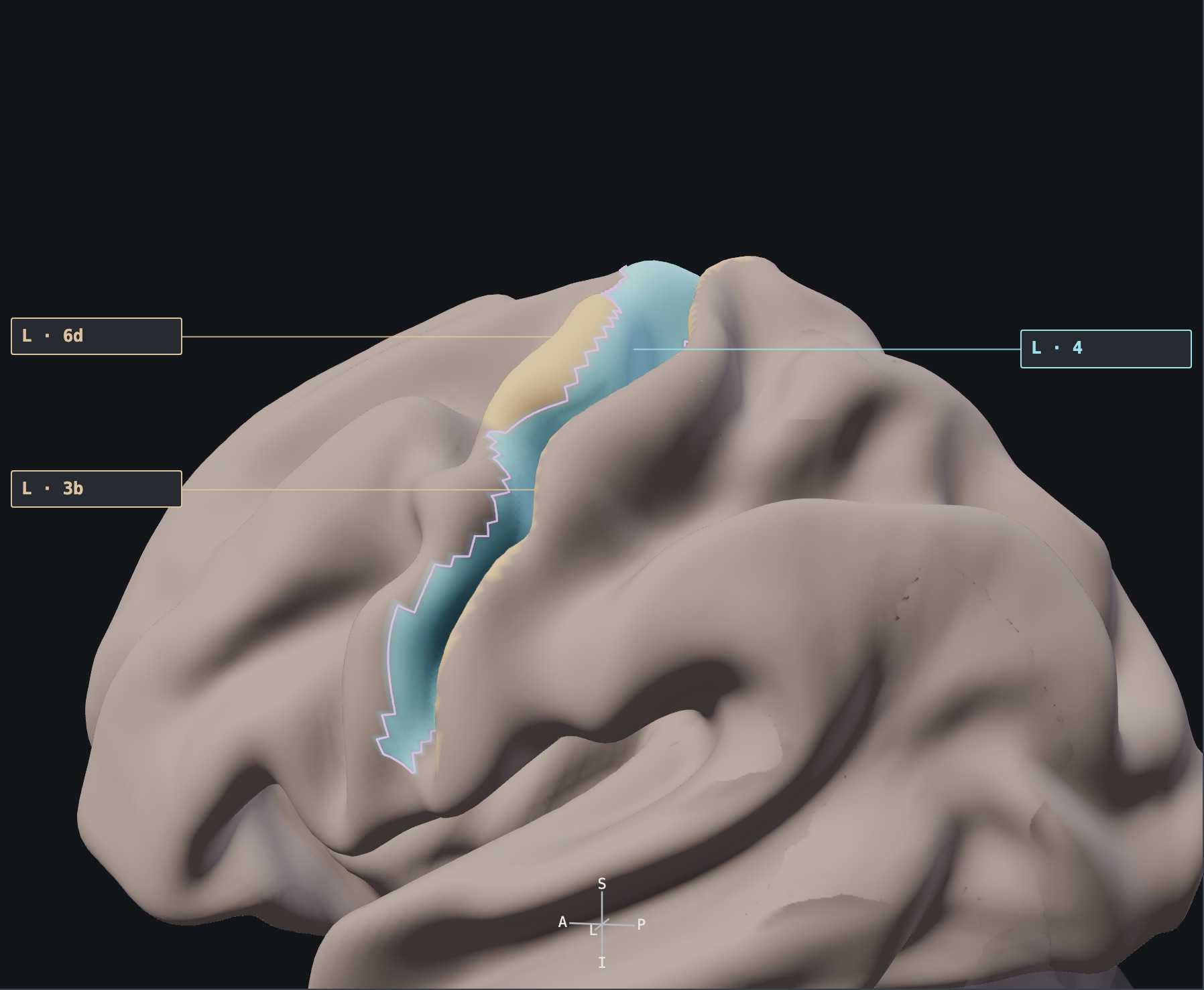 Left lateral atlas view with area 4 highlighted in ice and areas 3b and 6d in sand, with labelled leaders and orientation axes.